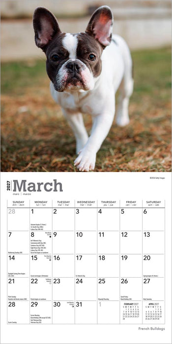 French Bulldogs 2027 Mini Wall Calendar