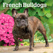 French Bulldogs 2027 Mini Wall Calendar