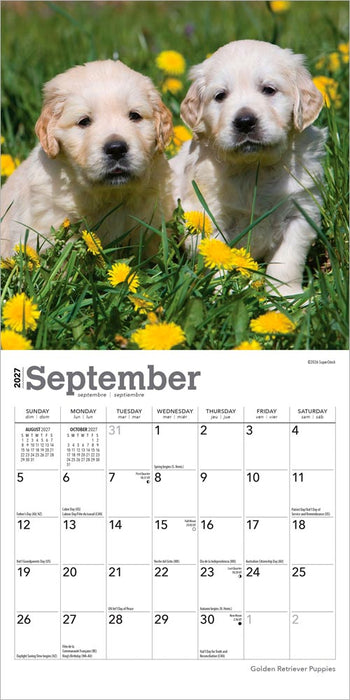 Golden Retriever Puppies 2027 Mini Wall Calendar