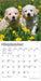 Golden Retriever Puppies 2027 Mini Wall Calendar