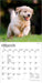 Golden Retriever Puppies 2027 Mini Wall Calendar