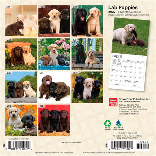 Lab Puppies 2027 Mini Wall Calendar