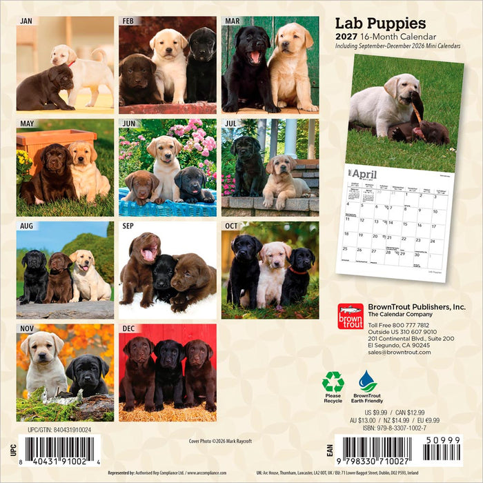 Lab Puppies 2027 Mini Wall Calendar