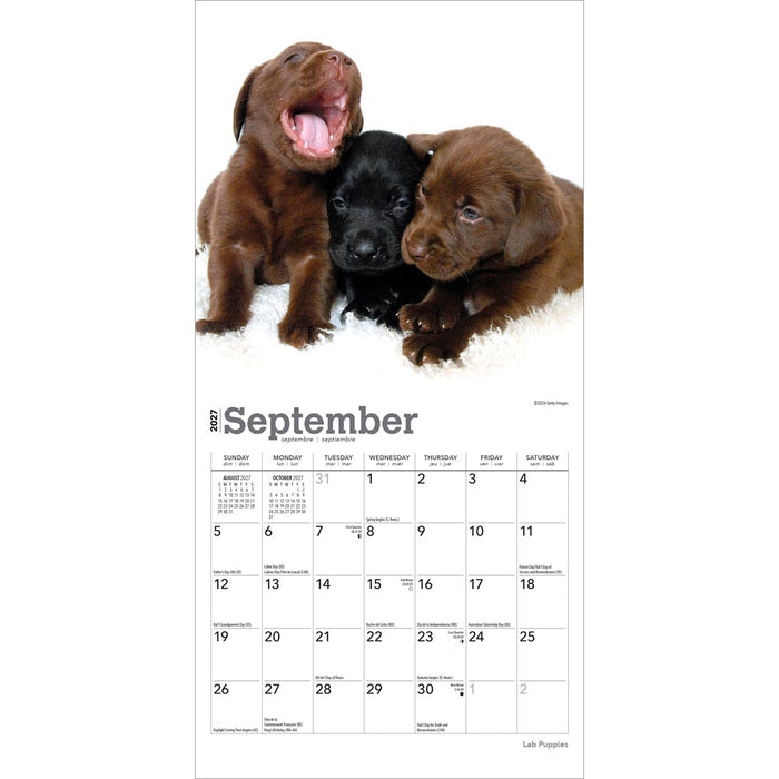 Lab Puppies 2027 Mini Wall Calendar