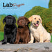 Lab Puppies 2027 Mini Wall Calendar