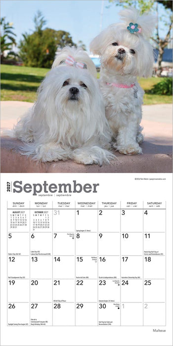Maltese 2027 Mini Wall Calendar