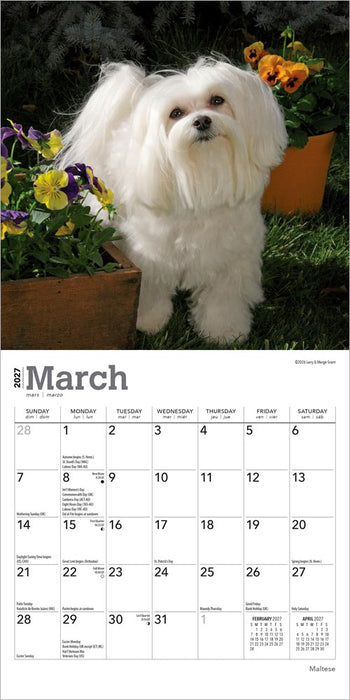 Maltese 2027 Mini Wall Calendar