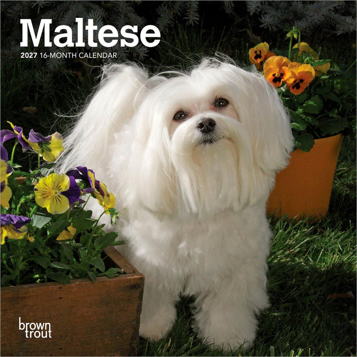 Maltese 2027 Mini Wall Calendar