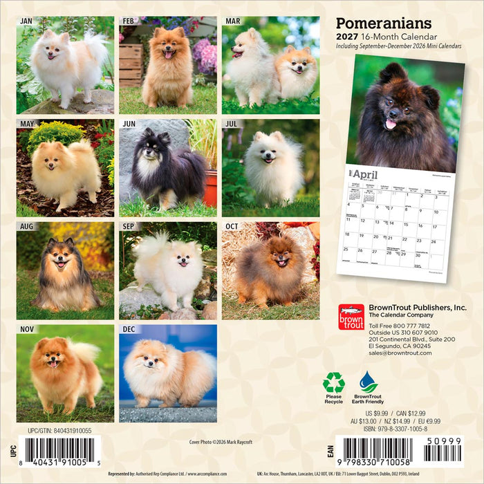 Pomeranians 2027 Mini Wall Calendar