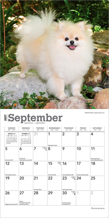 Pomeranians 2027 Mini Wall Calendar