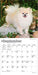 Pomeranians 2027 Mini Wall Calendar
