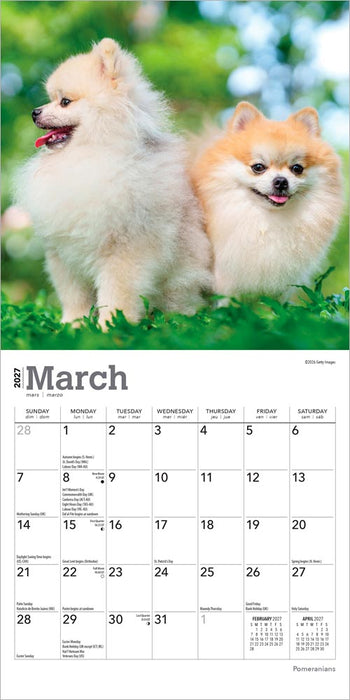Pomeranians 2027 Mini Wall Calendar