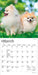 Pomeranians 2027 Mini Wall Calendar