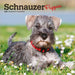 Schnauzer Puppies 2027 Mini Wall Calendar