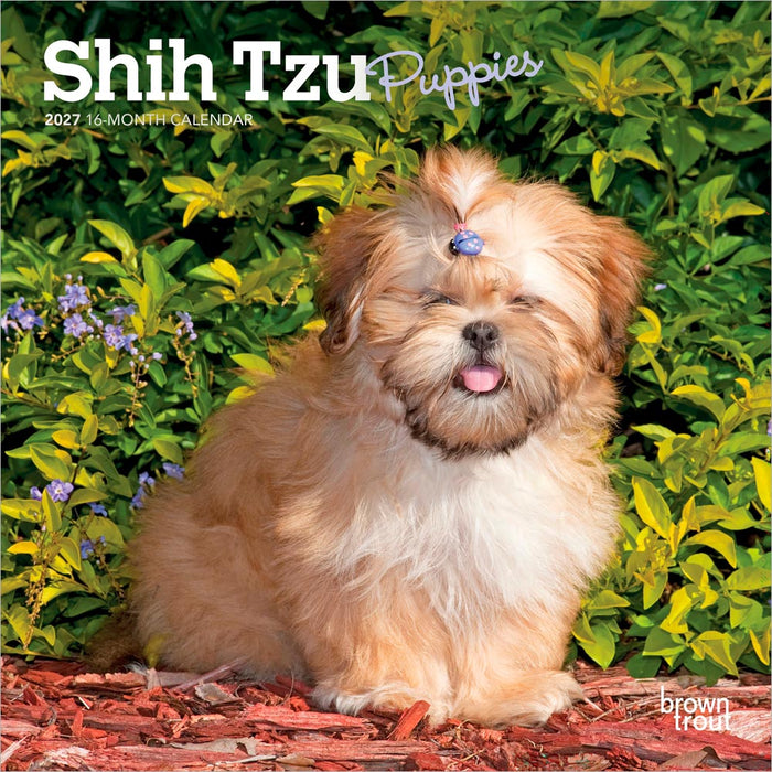 Shih Tzu Puppies 2027 Mini Wall Calendar