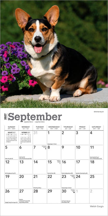 Welsh Corgis 2027 Mini Wall Calendar