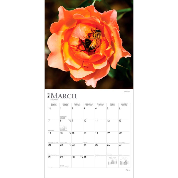Roses 2027 Square Wall Calendar