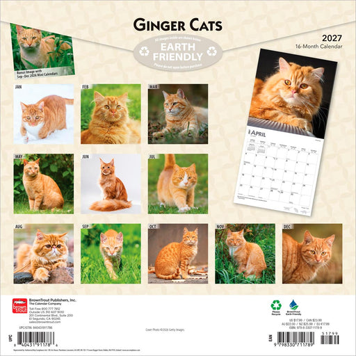 Ginger Cats 2027 Square Wall Calendar