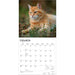 Ginger Cats 2027 Square Wall Calendar