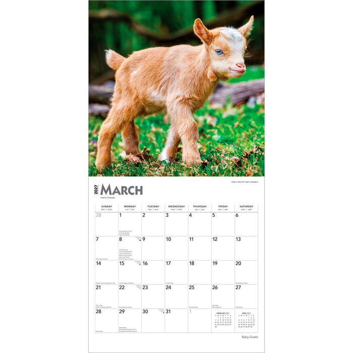 Baby Goats 2027 Square Wall Calendar