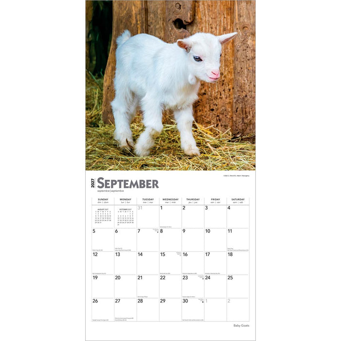 Baby Goats 2027 Square Wall Calendar