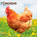 Chickens 2027 Square Wall Calendar