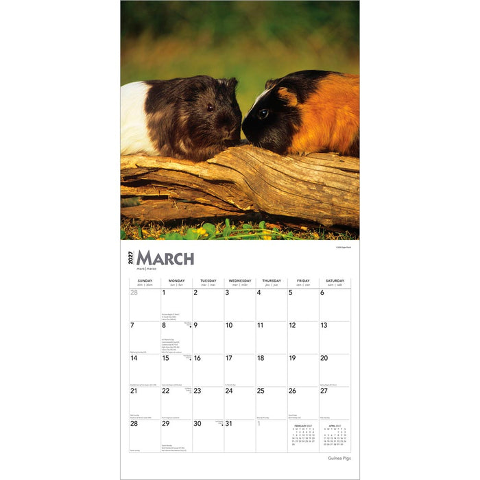 Guinea Pigs 2027 Square Wall Calendar