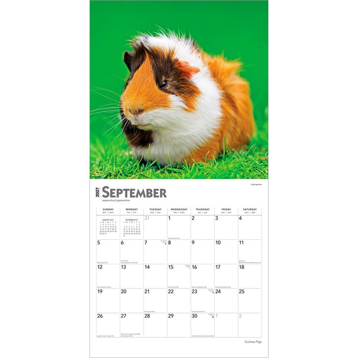 Guinea Pigs 2027 Square Wall Calendar