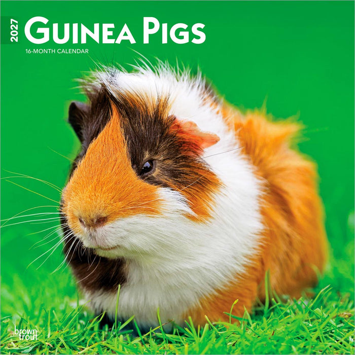 Guinea Pigs 2027 Square Wall Calendar