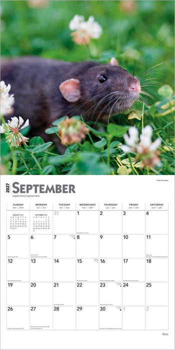 Rats 2027 Square Wall Calendar