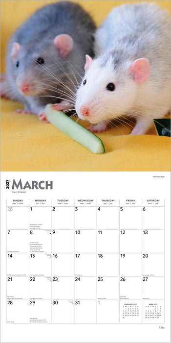 Rats 2027 Square Wall Calendar