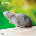 Rats 2027 Square Wall Calendar
