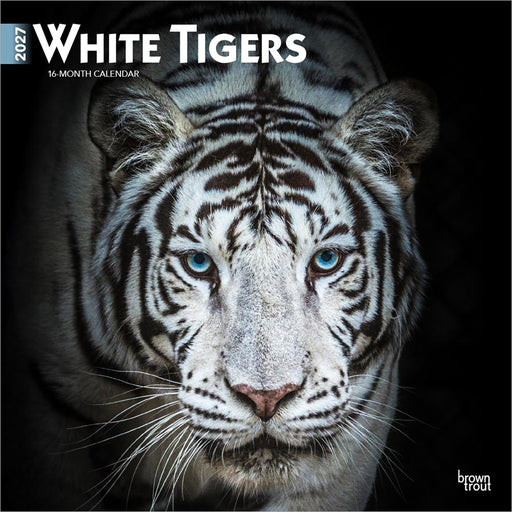 White Tigers 2027 Square Wall Calendar