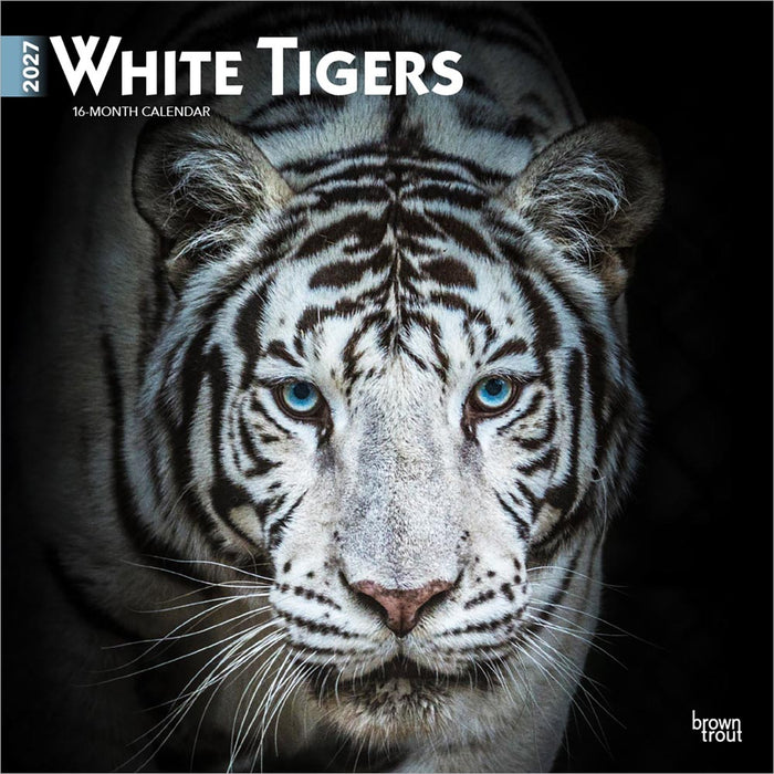 White Tigers 2027 Square Wall Calendar