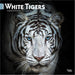 White Tigers 2027 Square Wall Calendar