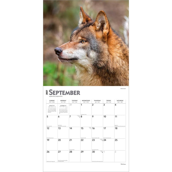 Wolves 2027 Square Wall Calendar