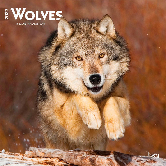 Wolves 2027 Square Wall Calendar