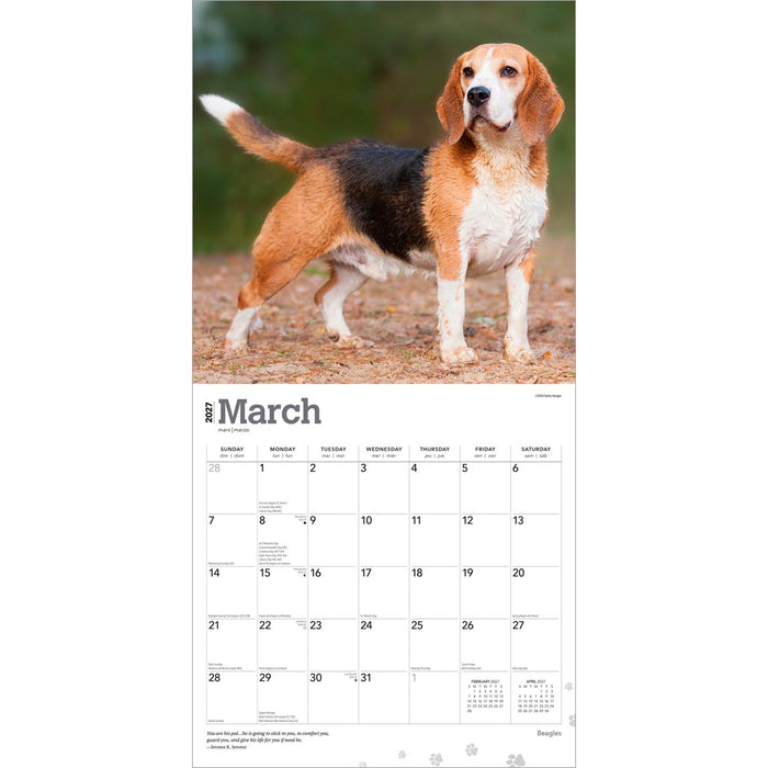 Beagles 2027 Square Wall Calendar