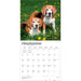 Beagles 2027 Square Wall Calendar