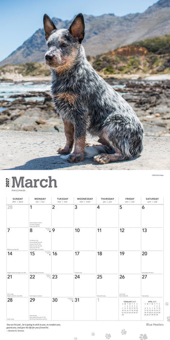 Blue Heelers 2027 Square Wall Calendar