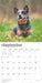 Blue Heelers 2027 Square Wall Calendar