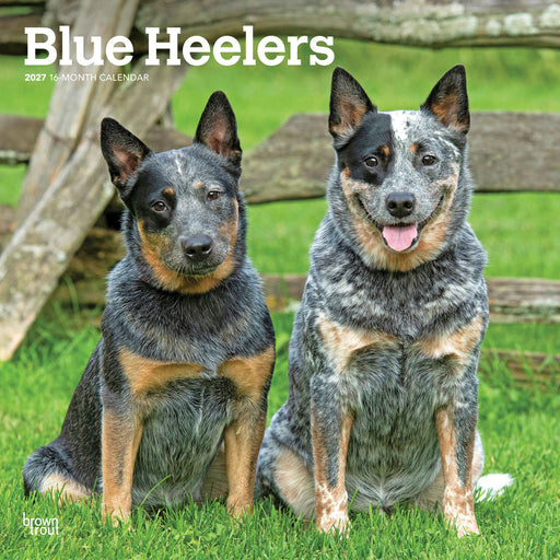 Blue Heelers 2027 Square Wall Calendar