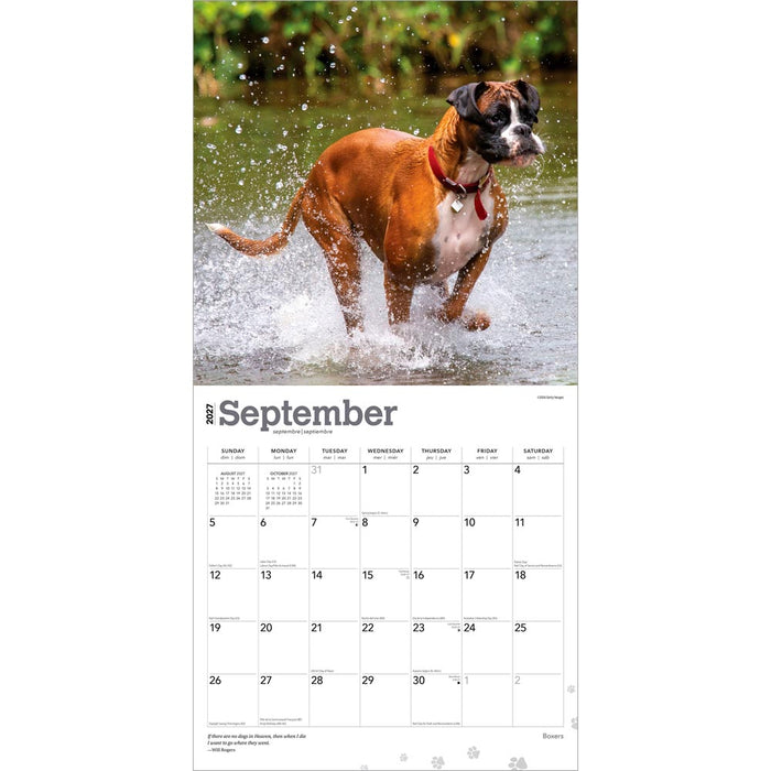 Boxers International Edition 2027 Square Wall Calendar