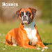 Boxers International Edition 2027 Square Wall Calendar