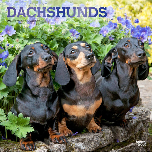 Dachshunds 2027 Square Wall Calendar