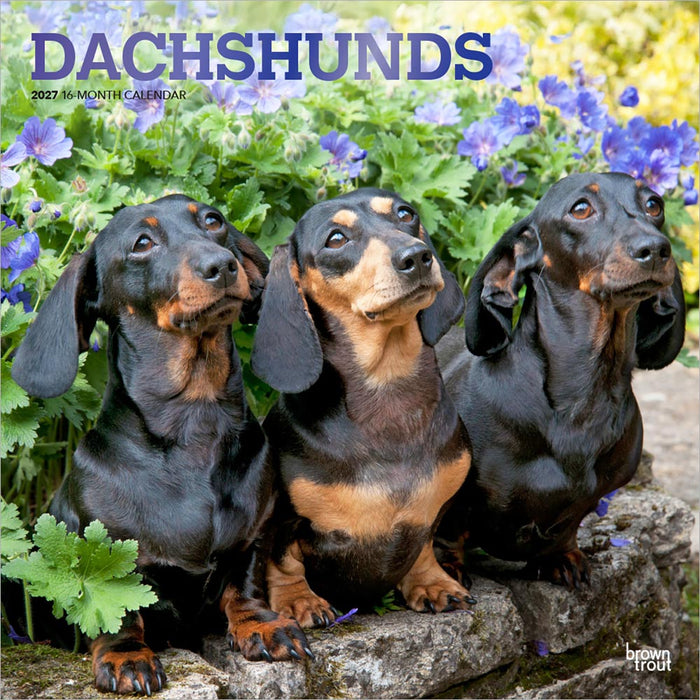Dachshunds 2027 Square Wall Calendar