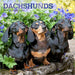 Dachshunds 2027 Square Wall Calendar