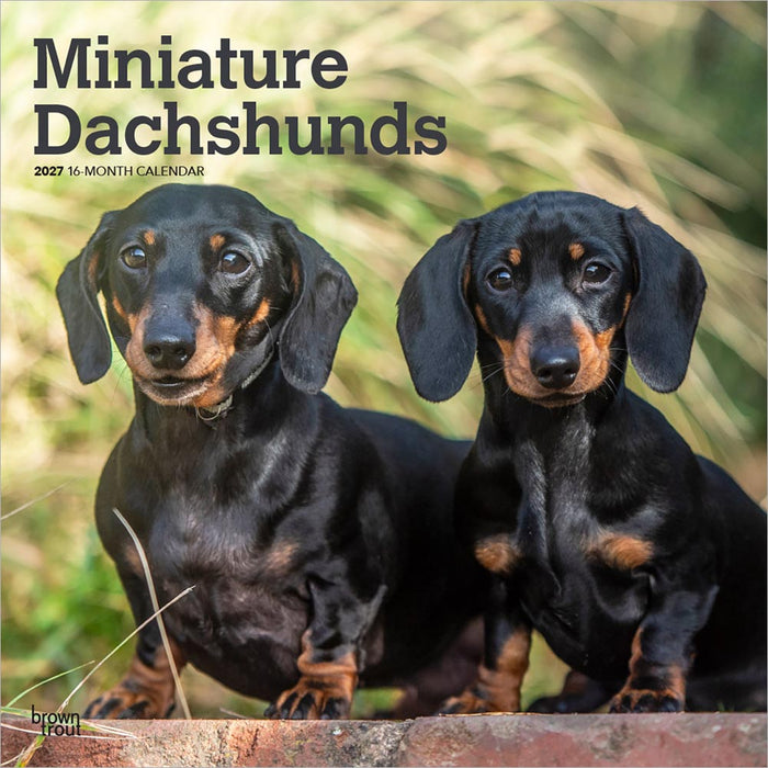 Miniature Dachshunds 2027 Square Wall Calendar