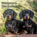 Miniature Dachshunds 2027 Square Wall Calendar