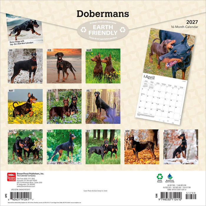 Dobermans 2027 Square Wall Calendar